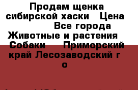 Продам щенка сибирской хаски › Цена ­ 8 000 - Все города Животные и растения » Собаки   . Приморский край,Лесозаводский г. о. 